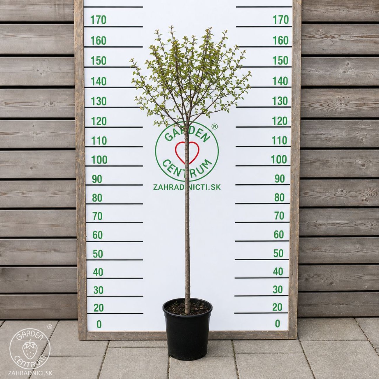 Obrázok Breza previsnutá (Betula Alba pendula) ´MAGICAL GLOBE ´ - výška 120-130 cm, kont. C5L - NA KMIENKU